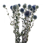 Echinops (bělotrn) bodlák sušený 10 - 15 cm - 10 ks