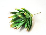 Aloe vera 11 cm - zápich  - zelená