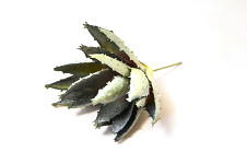 Aloe vera 11 cm - zápich  - zeleno-šedá