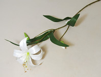Lilie stvol 72 cm - květ s poupaty - bílá
