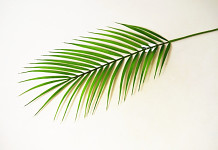 Palmový list zelený - 68 cm