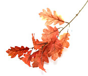  Větev podzimní dub 64 cm - červeno-hnědý